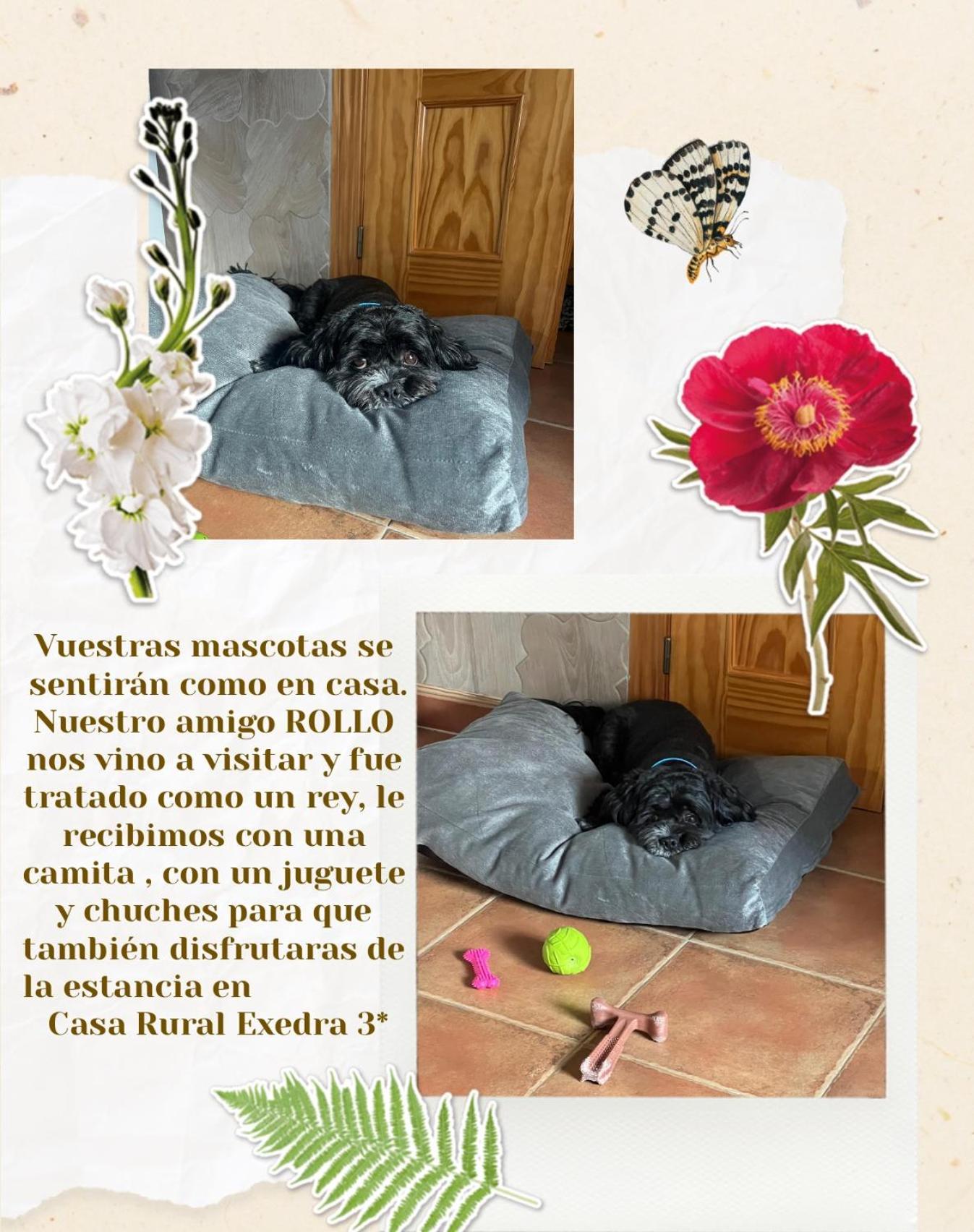 Casa Rural Exedra 3 Estrellas Carcaboso ภายนอก รูปภาพ